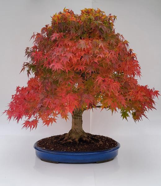 Fächerahorn - Acer palmatum yamamomiji